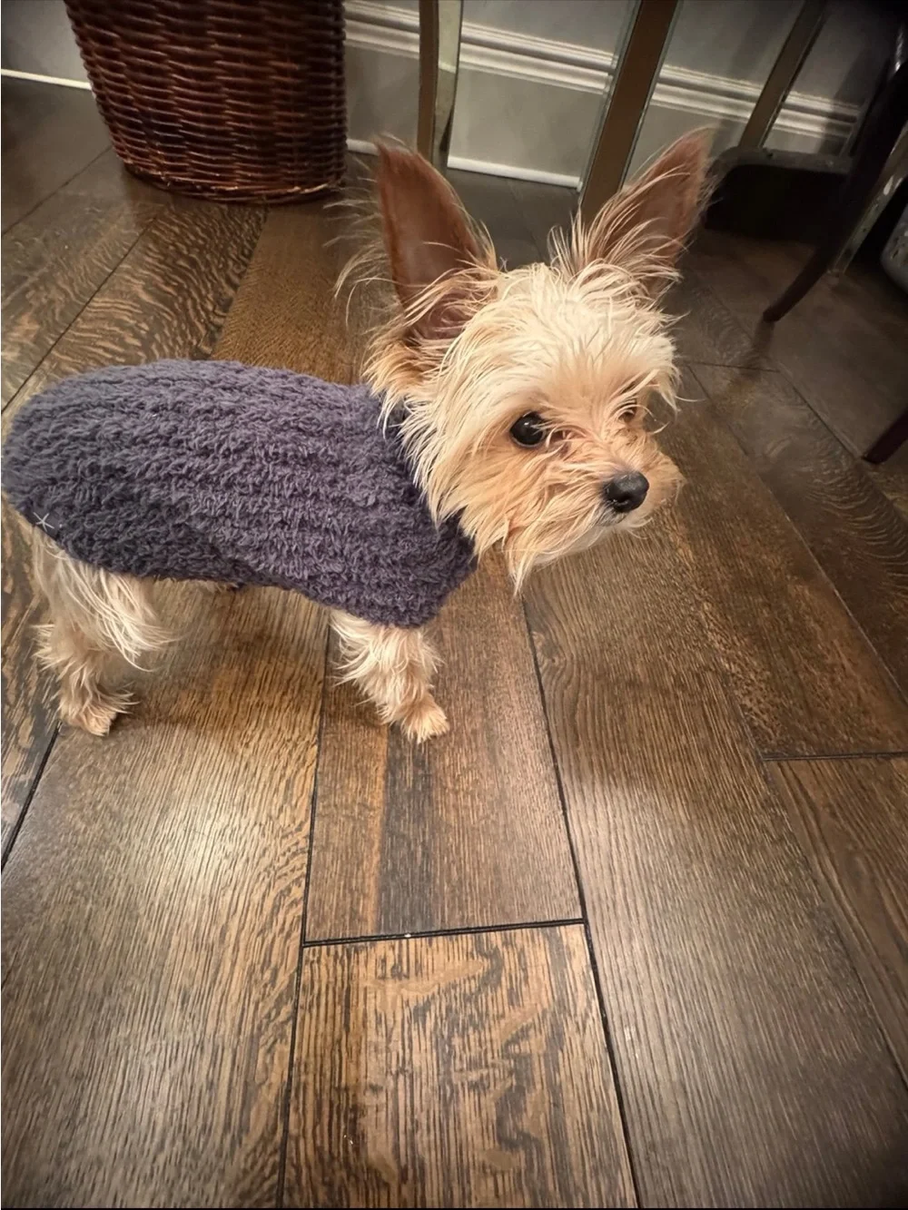 Cozy Navy Blue Dog Sweater for Small Dogs